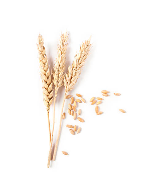 istock Many dried wheat ears and seeds isolated on white, top view 2243742902