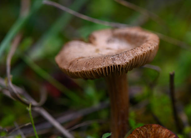 istock Fibrous Mushroom Growing in Grass on Mountain 2243743112