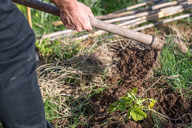 istock Farmer hilling potatoes with hoe in vegetable garden 2243745096