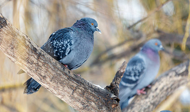 istock Two pigeons are sitting on a tree branch 2243746000