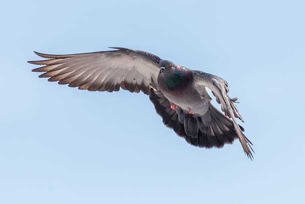 istock A pigeon is flying in the sky 2243746005