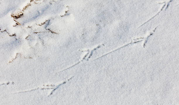istock A bird's footprint is in the snow 2243746098