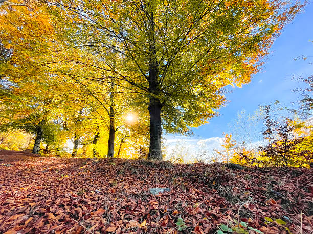 istock Autumn woods with colorful trees 2243746114