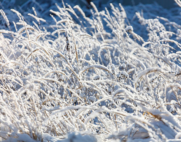 A field of grass covered in snow. The snow is white and the grass is brown