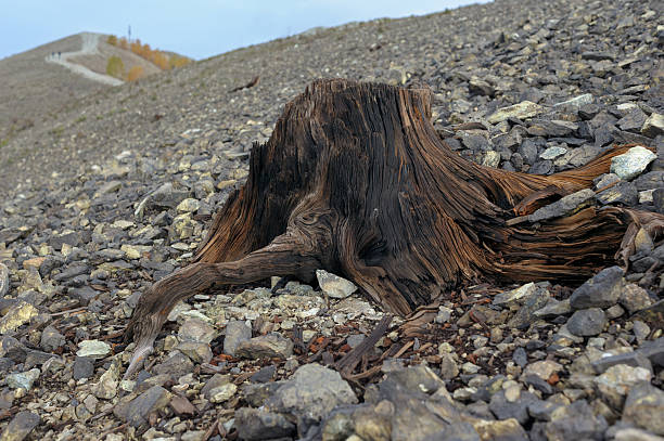 Close-up of a dry tree stump on rocky soil under natural light. Symbolic image of resilience, time, and nature’s cycle in a harsh environment.