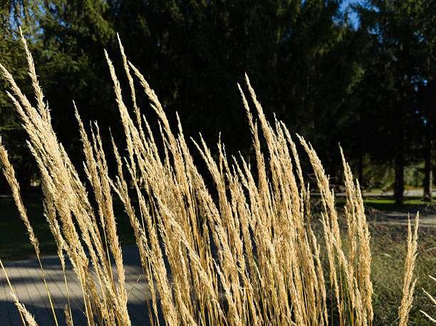 istock Tall grasses in a field with trees in the background 2243747255