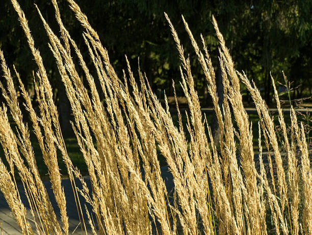 istock A close up of some tall grass in a field 2243747327