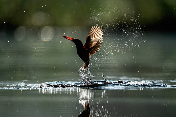 Rufous-backed kingfisher