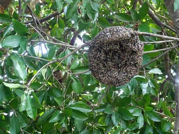 istock Group of Red dwarf Honey bees on beehive on tree branch 2243750716