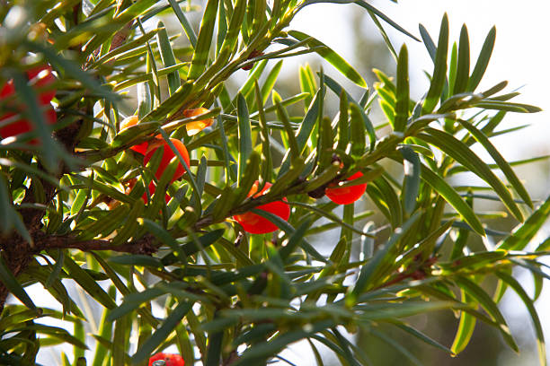 Red berries. Bright red yew berries surrounded by sharp green needles on a bush on a sunny day. A green bush with berries perfect for botanical, berries themes, background, post, screensaver.