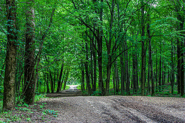 Scenic view of dirt path through a lush green forest. Bright leaves and trees frame the path, creating a serene atmosphere, ideal for hiking or nature walks. Path for walking and reflection.