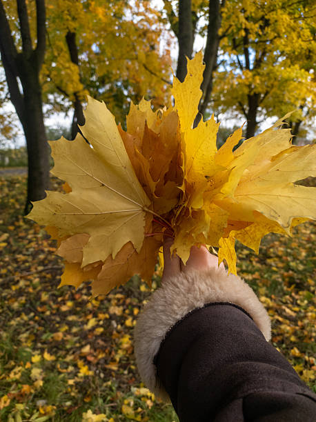 istock A person holding a yellow leaf in their hand 2243753022