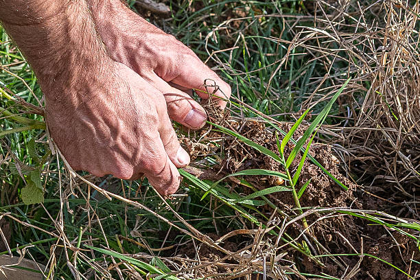 istock Gardener pulling out weeds in the garden 2243755393