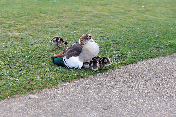 Female Egyptian goose - Alopochen aegyptiaca with dark brown, light brown, white and emerald green coloring covering her goslings with own body in green grass in public park