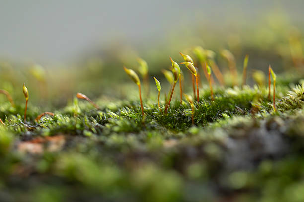 Close-up of Delicate Spore Capsules Emerging from a Moss Carpet