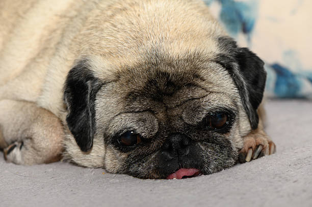 istock Close-up portrait of old pug sleeping on sofa 2243759481