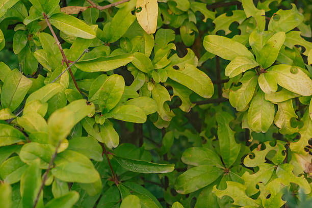istock Close-up of pomegranate tree leaves showing damage from leafcutter bees 2243759922