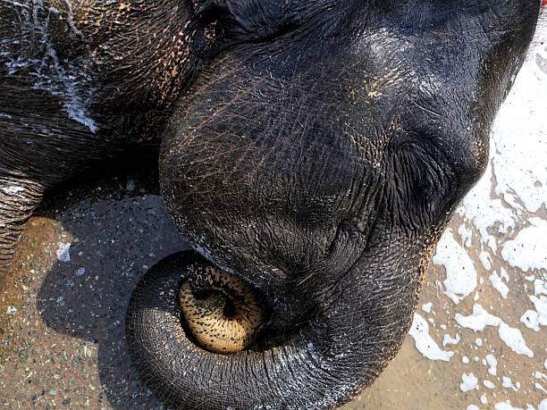 istock Animal care and maintenance. 2243760070