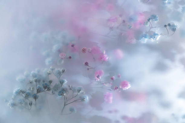 Soft pastel flowers in dreamy blur with gentle light, romantic mood, airy texture and delicate floral background.