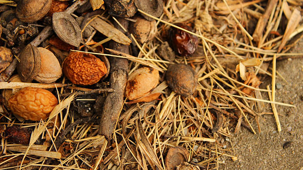 Macro shot of dried plum and apricot pit shells scattered on straw, representing sustainable agriculture and natural composting materials.