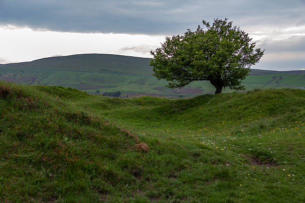 istock Lone tree on Grin Low, above Buxton, Derbyshire, UK 2243761655