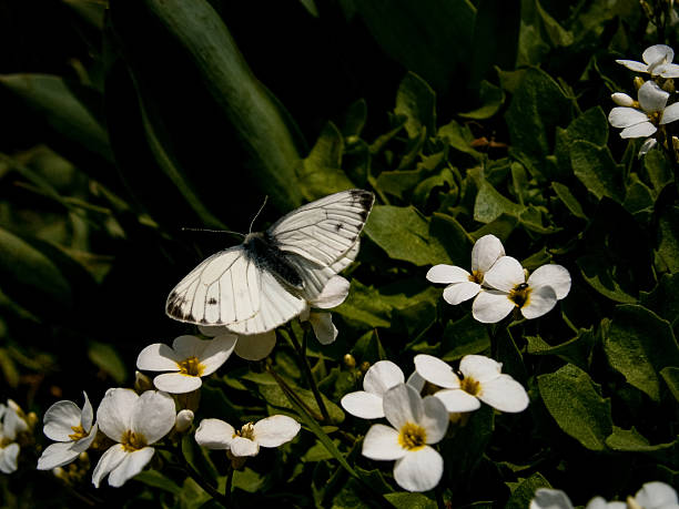Large white butterfly (Pieris brassicae) resting on Arabis flowers (rockcress) amidst natural vegetation.