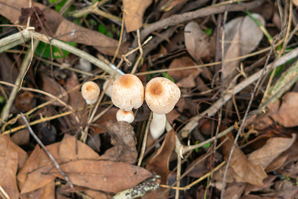 Close-up of wild mushrooms growing naturally among green leaves and dry foliage on the forest floor. Nature macro photography showing mushroom texture and forest ecosystem.