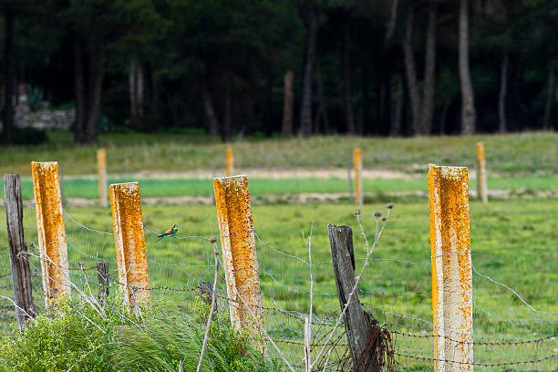 Bee-eater bird perching on a weathered barbed wire fence post with orange lichen, looking towards a green field and a dark forest line under a soft natural light