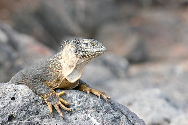 istock Vulnerable Galapagos Land Iguana Basking on Volcanic Rock, Close-Up Profile 2243763716