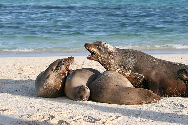 A dramatic moment captured on the shores of the Galapagos Islands, featuring two adult Galapagos sea lions (Zalophus wollebaeki) facing each other with mouths wide open in a vivid vocalization or dominance display. They are hauling out on a pristine, sandy beach, with a third sea lion resting nearby. The bright turquoise water of the Pacific Ocean and blue sky provide a stunning background, highlighting the unique wildlife and natural beauty of this remote ecosystem. Ideal for themes of nature, animal behavior, travel, conservation, and tropical adventure.