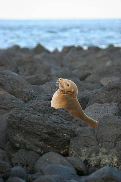 istock Curious Galapagos Sea Lion Pup Posing on Black Volcanic Rocks 2243763734