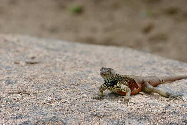 istock Galapagos Lava Lizard Resting on Sandy Rock - Unique Endemic Reptile 2243763765