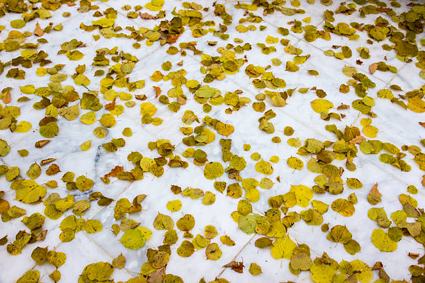 fallen yellow leaves on white marble. autumn texture. place for text and free space. leaves on marble. white marble in the leaves