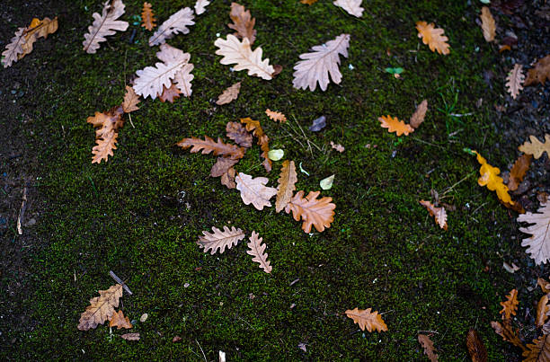 Natural autumn leaves background.