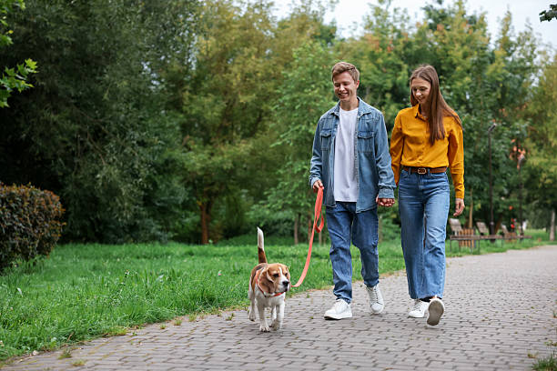 istock Couple walking with adorable Beagle dog in park. Space for text 2243764757