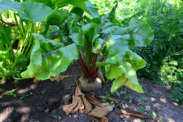 Fresh Beetroot Plant Growing in a Sunny Garden