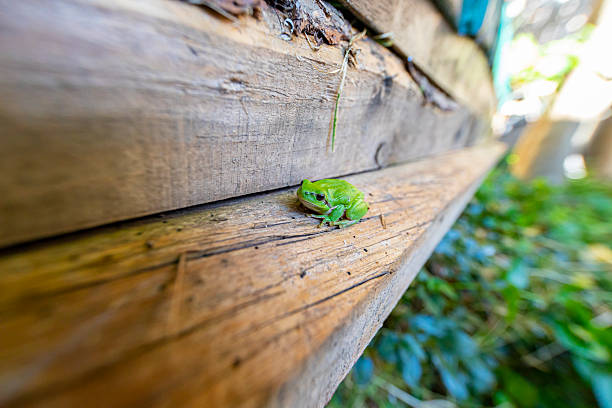 Mediterranean tree frog (Hyla meridionalis)