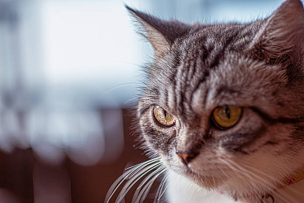 Little cute cat looking at something interesting.