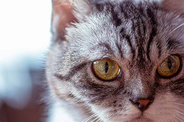 Wild cat