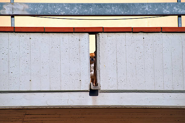 Dog in a balcony next to a window