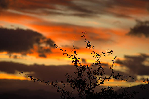 View of dry branches against cloudy sky at sunset