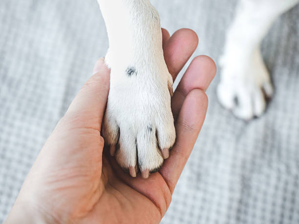 istock Dog's paws and human hands. View from above 2243769915
