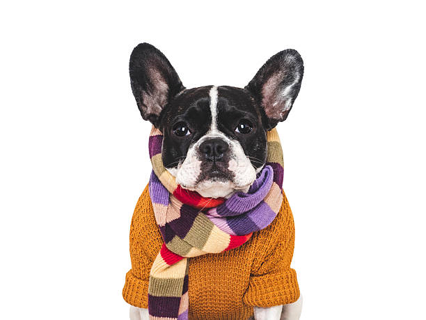 istock Cute puppy and knitted wool scarf. Studio shot 2243769947