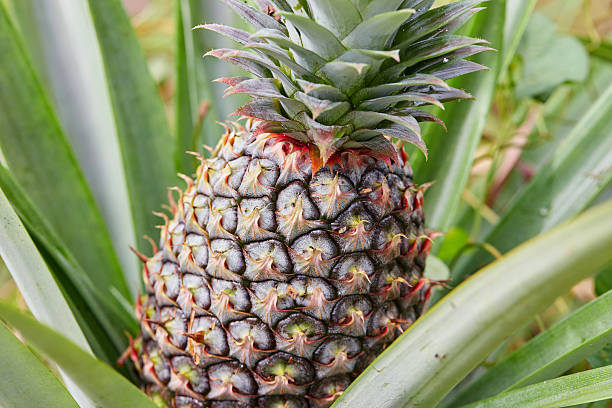 istock Close-up of pineapple growing on plant 2243770315