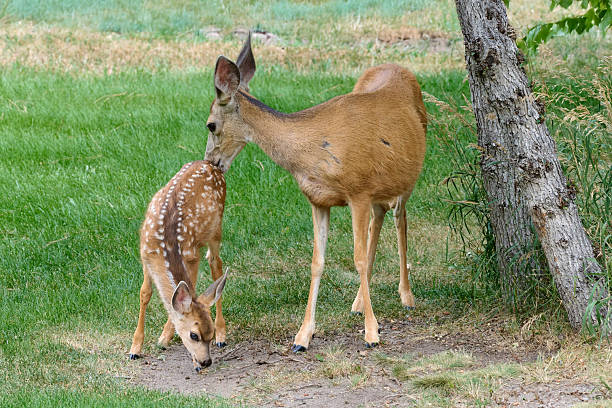 istock Doe deer grooms her young fawn 2243770401