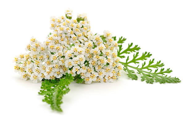 istock White yarrow flowers isolated on white background 2243770710