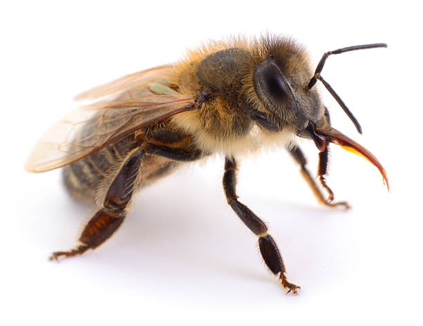 istock Honey bee with extended proboscis isolated on white background 2243770723
