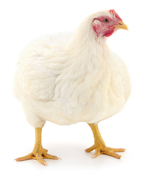 istock Broiler chicken isolated on white background 2243770726