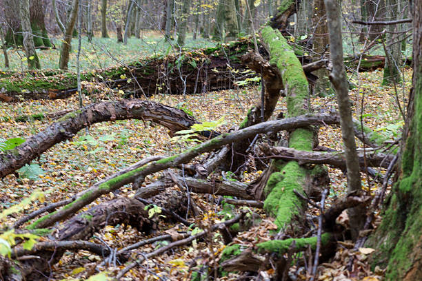 ​A dense frame showcasing fallen branches and logs, some heavily covered in vibrant green moss, creating a chaotic, tangled scene.