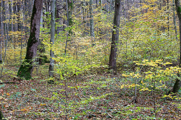 istock ​A wide shot of a dense forest where trees stand amidst undergrowth featuring yellowing and green foliage. 2243771107